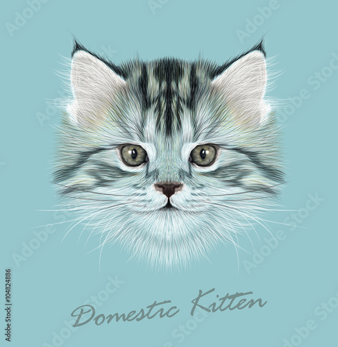 Kitten animal cute face. Vector funny cat head portrait. Realistic fur portrait of little grey kitty isolated on blue background.