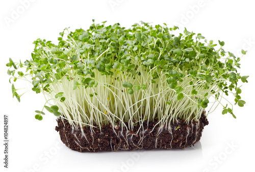 Fresh broccoli sprout