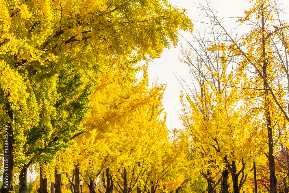 Fototapeta premium Beautiful Colorful Autumn Leaves