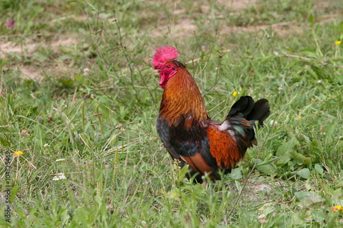 Cock all alone in the grass field
