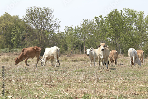 Herd of cows , thailand
