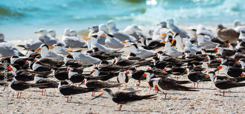 Canvas Print Terns and Seagulls on the beach