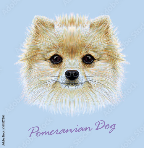 Pomeranian spitz dog animal cute face. Vector funny puppy head portrait. Realistic fur portrait of Pomeranian dog isolated on blue background.