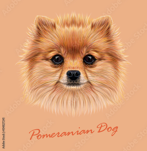 Pomeranian spitz dog animal cute face. Vector funny puppy head portrait. Realistic fur portrait of Pomeranian dog isolated on beige background.