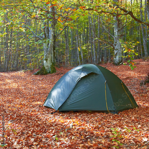 Green tent in the forest