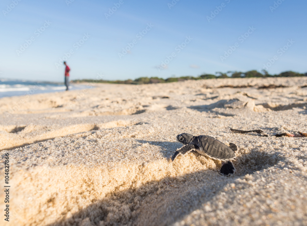 Fototapeta premium Baby green sea turtle on its way to the see in Tanzania, Africa