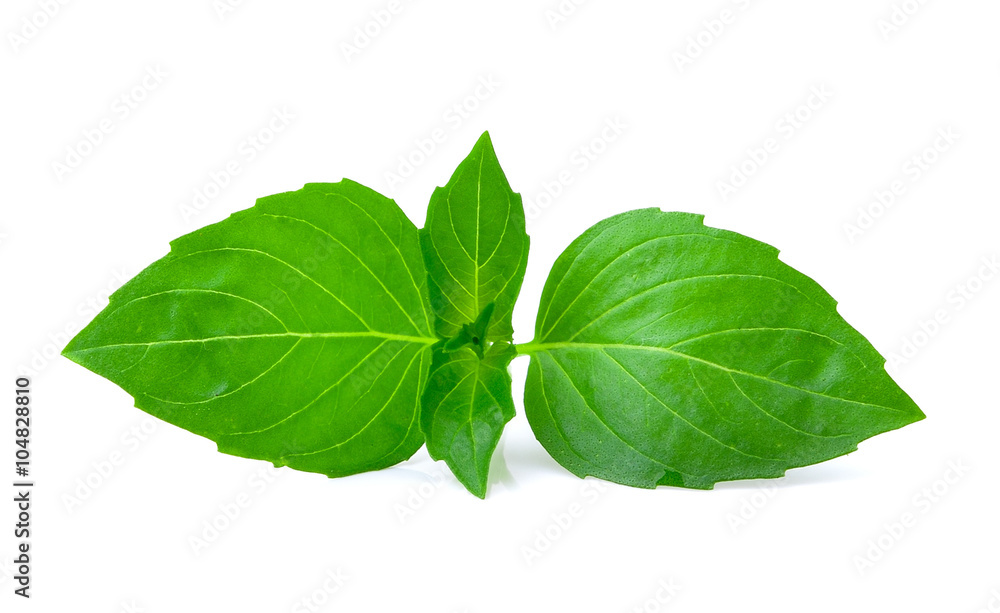 Sweet Basil on white background Sweet Basil on white background