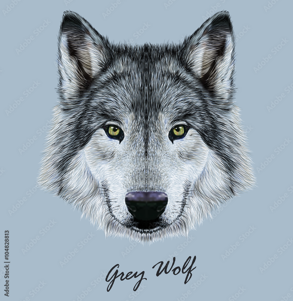 Naklejka premium Wolf animal face. Scary grey head. Realistic fur gray wild wolf portrait on blue background.
