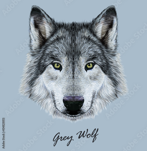 Wolf animal face. Scary grey head. Realistic fur gray wild wolf portrait on blue background.