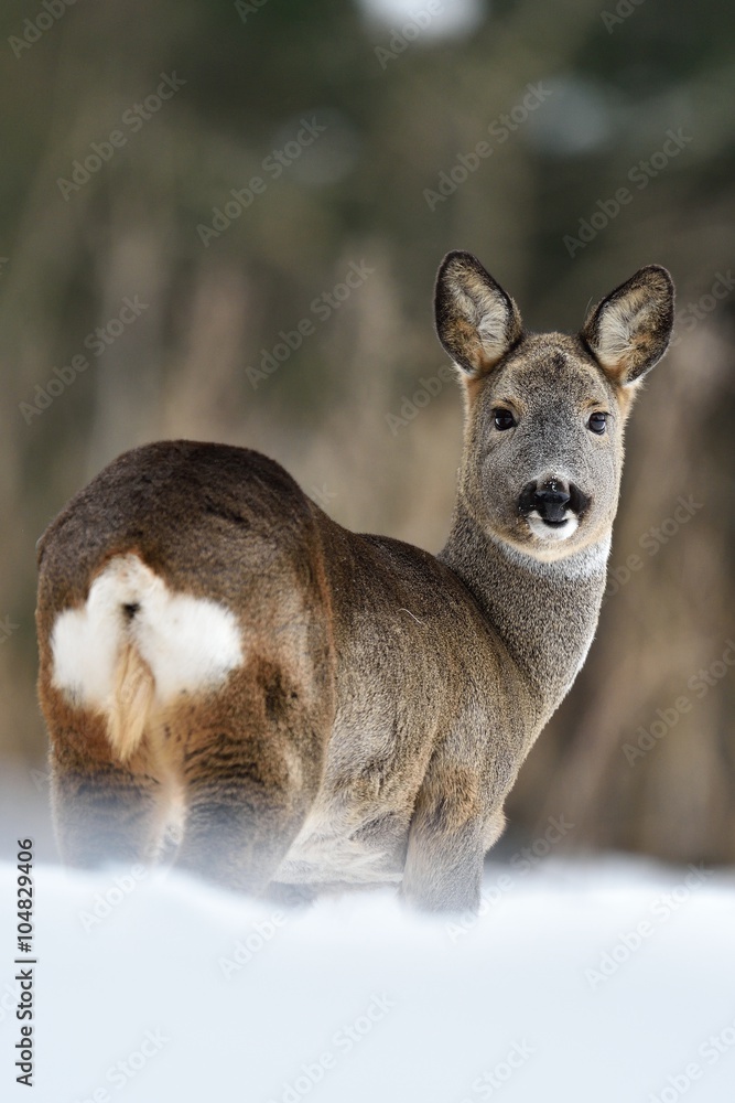 Roe deer on snow in winter. Roe deer buttocks. Roe deer in forest. Roe deer on snow in winter. Roe deer buttocks. Roe deer in forest.
