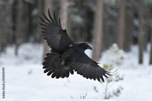 Raven (Corvus corax) in flight. Raven landing. Raven flying. Raven in winter. Bird. Northern raven.