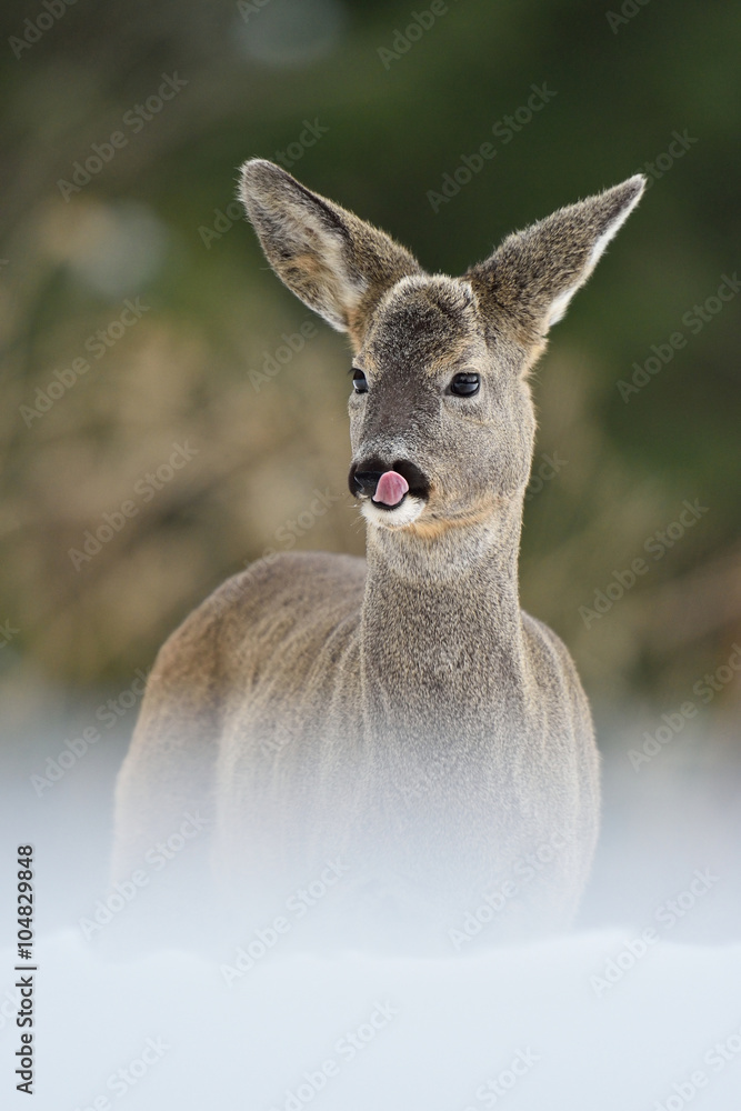 Fototapeta premium Roe deer portrait in winter. Roe deer cleaning its nose. Roe deer in forest. Roe deer on snow. Winter.