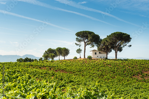 Vineyard Bierzo, Spain