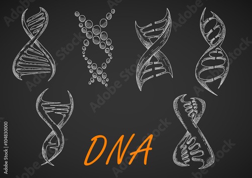 DNA helix models chalk sketches