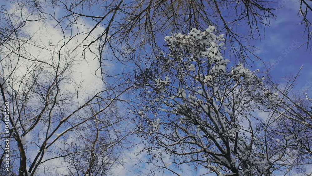 Snow on the branches while snowing in the forest Snow on the branches while snowing in the forest