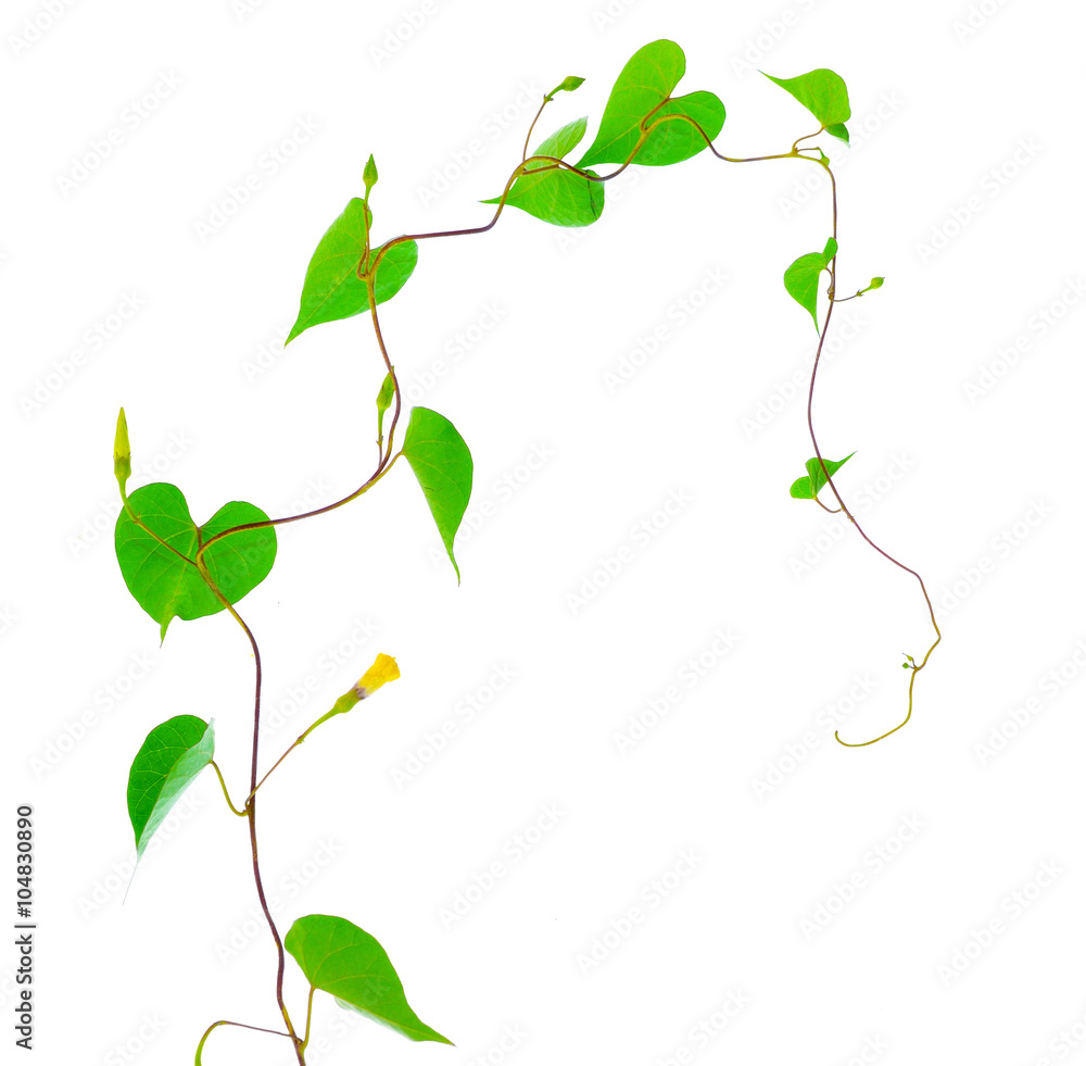 Green leaves isolated on white background Green leaves isolated on white background