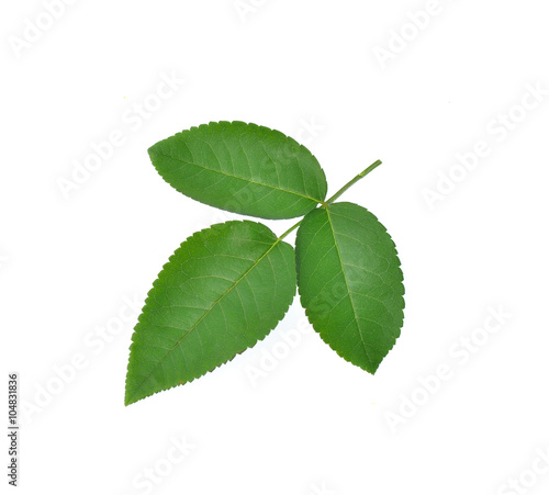 rose leaves isolated on white background