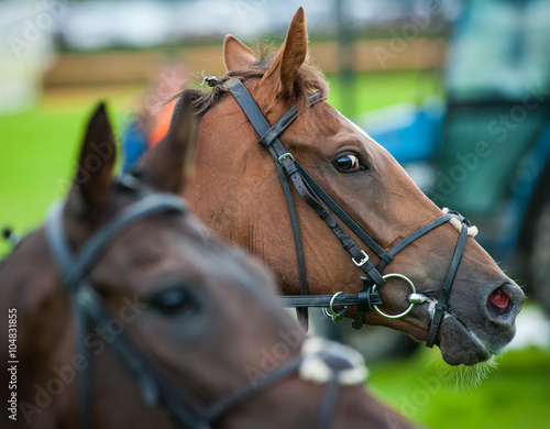 Portrait of a race horses looking sideways  © Gabriel Cassan