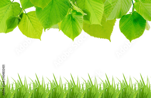 Green leaves and grass