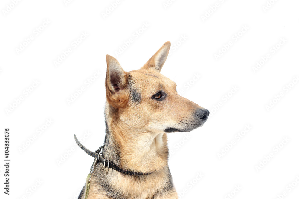 dog looking dog looking