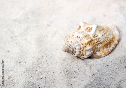 Conch shell at the beach, selective focus on the foreground with copy space. Sand and sea shell. 