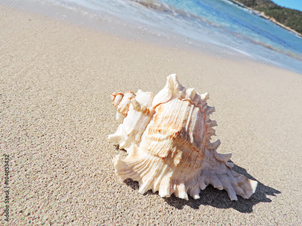 Conch shell at the beach, selective focus on the foreground with copy space. Sand and sea shell. Conch shell at the beach, selective focus on the foreground with copy space. Sand and sea shell.