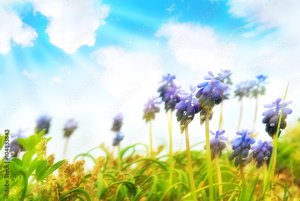 Hyacinthes on the green grass Hyacinthes on the green grass