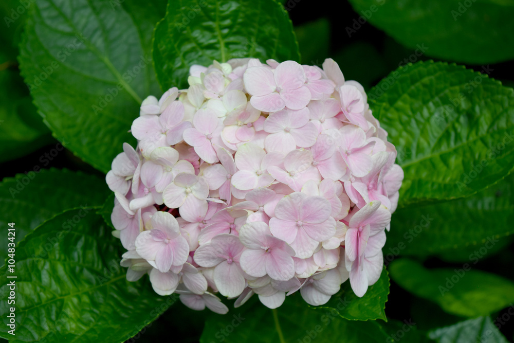 Close-up beautiful floral background Purple hydrangea flowers Close-up beautiful floral background Purple hydrangea flowers