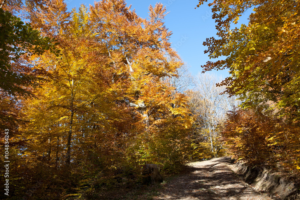 Beech Forest in the Ukrainian Carpathians in a golden autumn