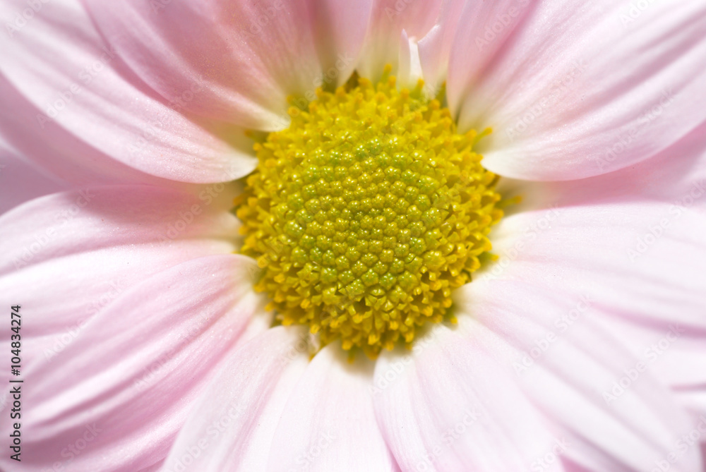 Pink daisy Pink daisy