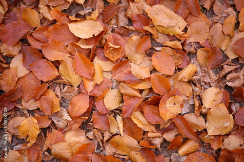 Beech leaves on the ground