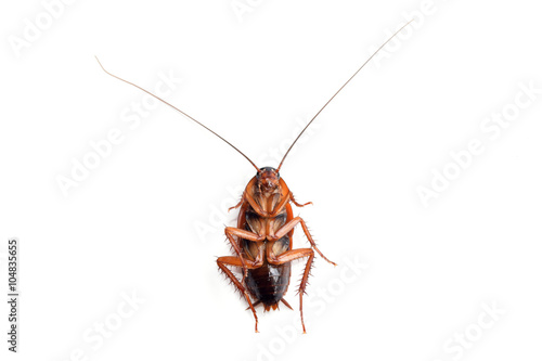 Little single upturned cockroach isolate on white background
