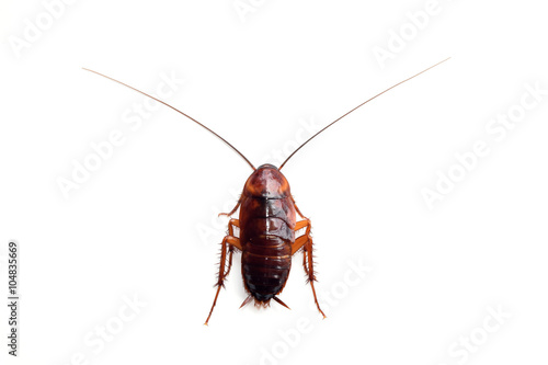 Little single upset cockroach isolate on white background © ananaline