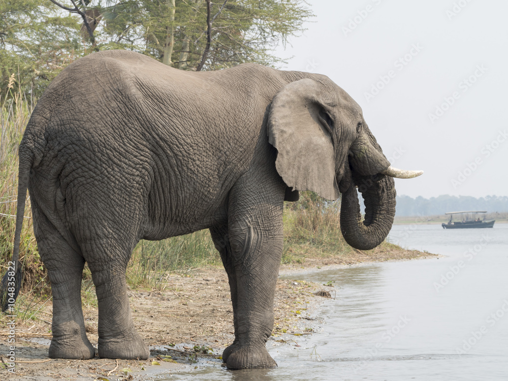 Fototapeta premium Elefante africano