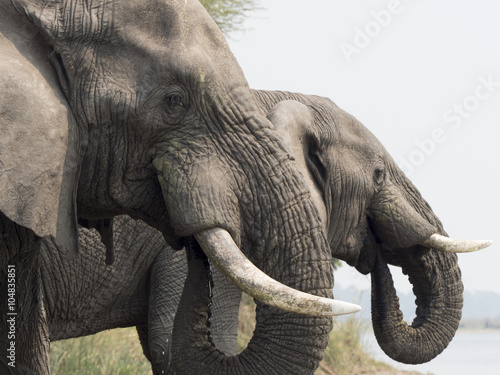 Elefante africano
