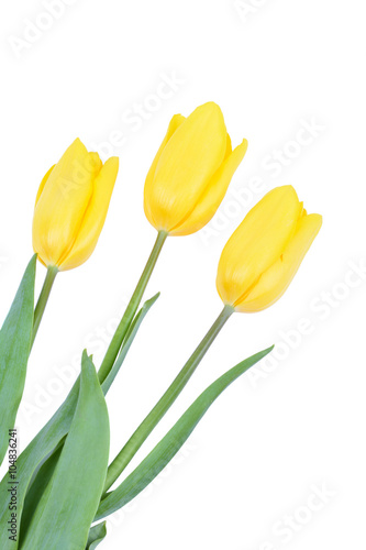 Yellow tulips isolated on white