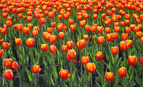 Field of bright orange-red tulips