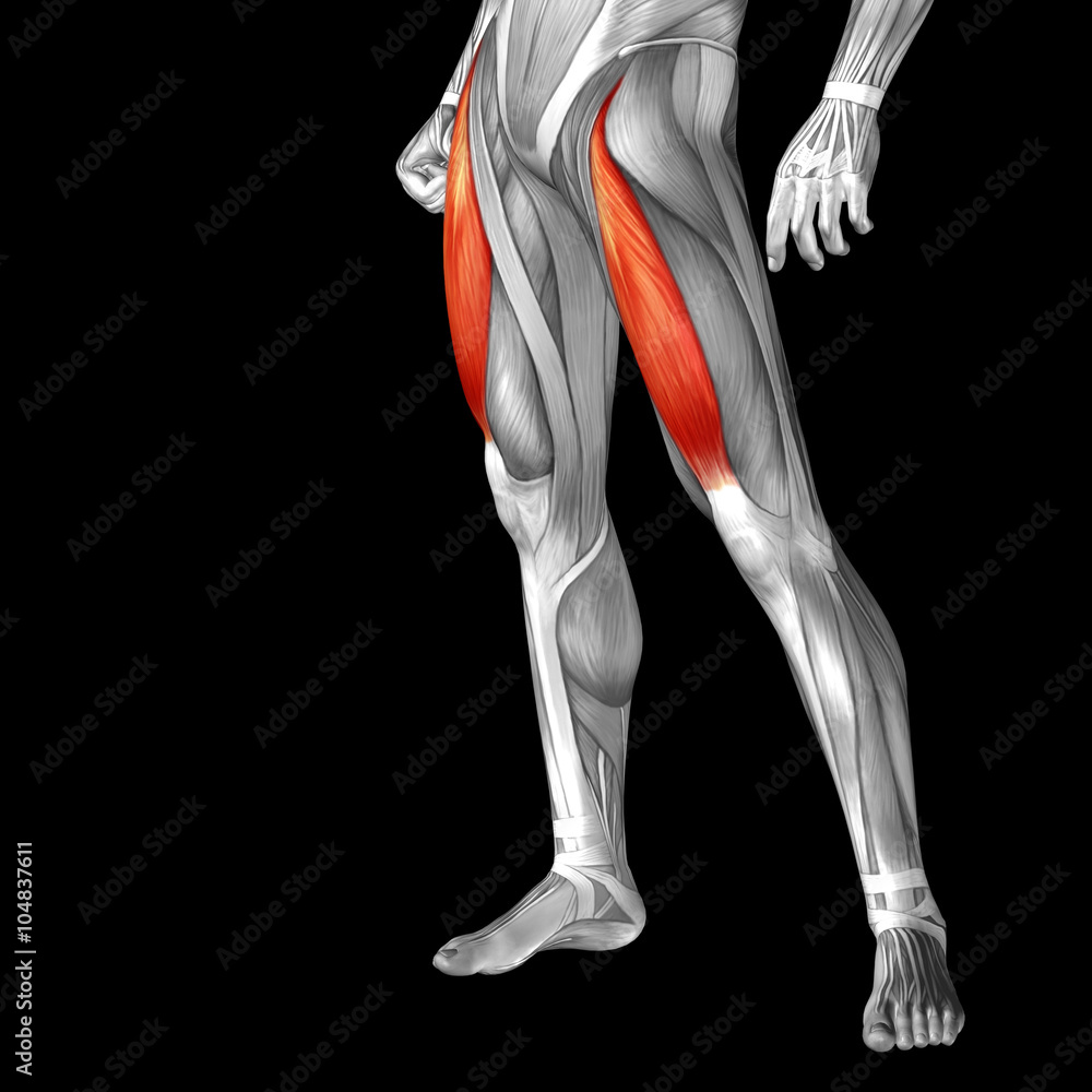 Conceptual 3D human front upper leg muscle anatomy Conceptual 3D human front upper leg muscle anatomy