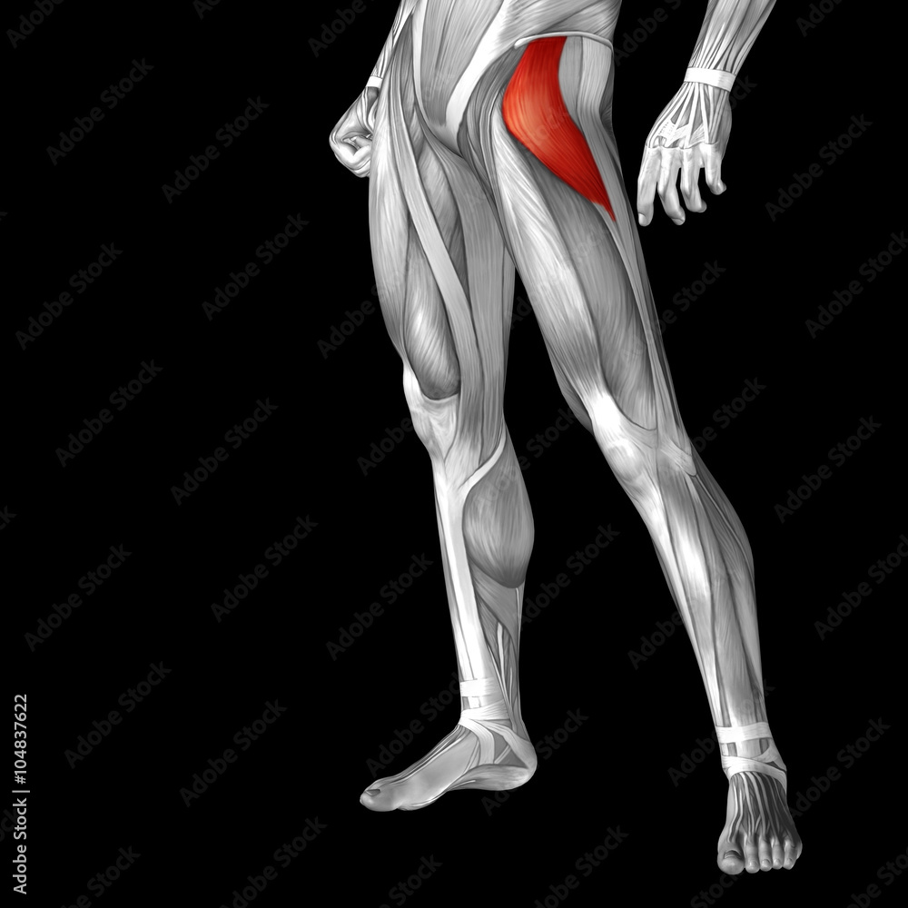 Conceptual 3D human front upper leg muscle anatomy Conceptual 3D human front upper leg muscle anatomy