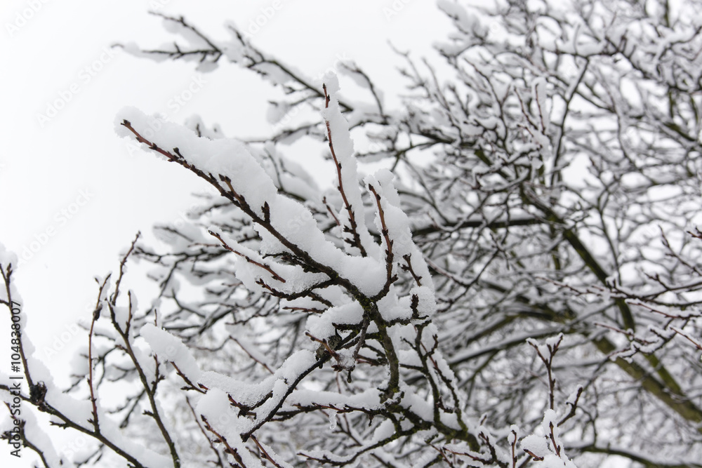 snow and ice on branches plums snow and ice on branches plums