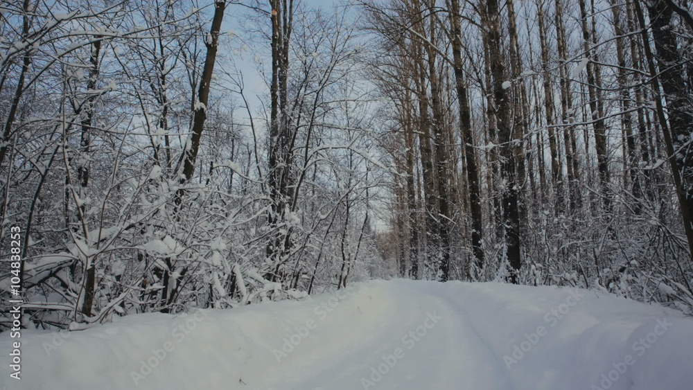 Road through snowy forest Road through snowy forest