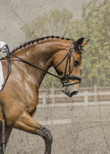 Dressage Horse/ Performing a manoeuvre in a dressage competition. I wanted to show the horses elegant way in which it holds it's head whilst performing effortlessly for it's rider.