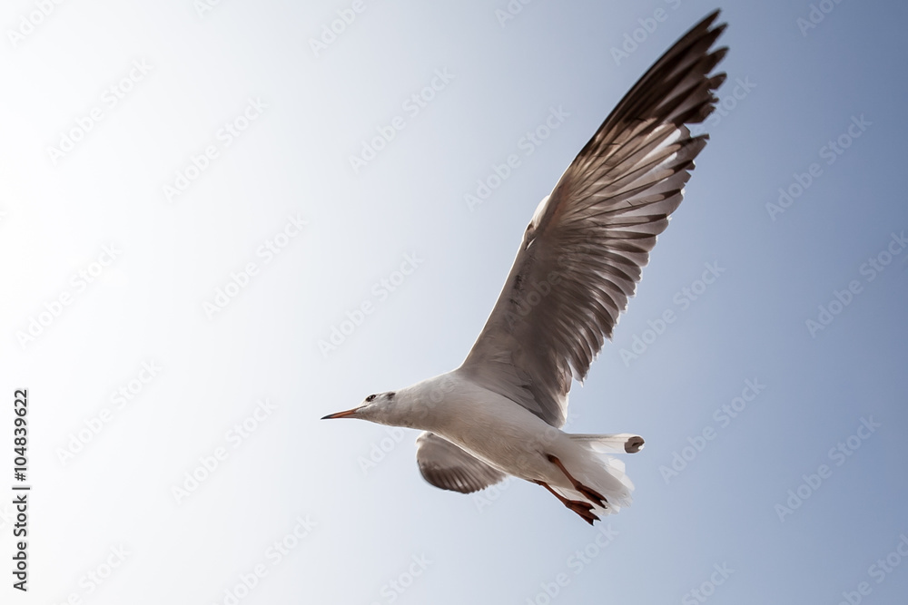 Obraz premium Seagulls flying in the sky