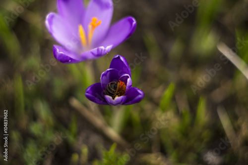 Wallpaper Mural Violet snowdrop with bee Torontodigital.ca
