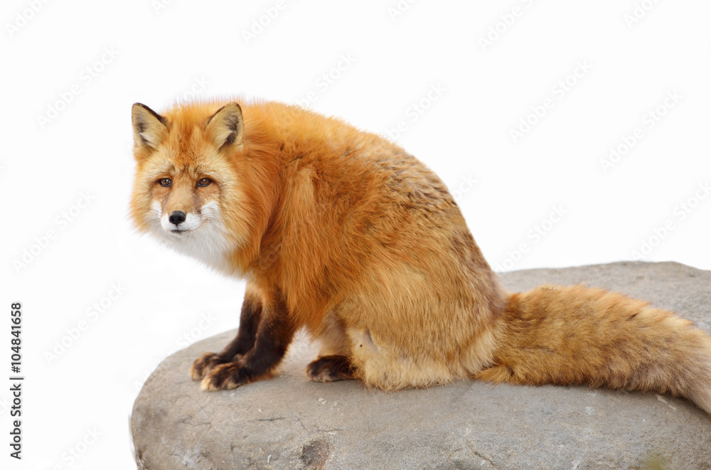 Fototapeta premium Red fox (Vulpes vulpes) on rock