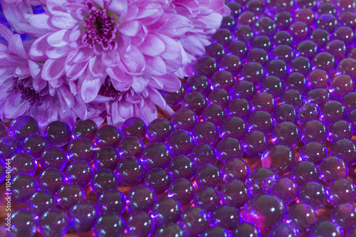 chrysanthemum and hydrogel water balls photo