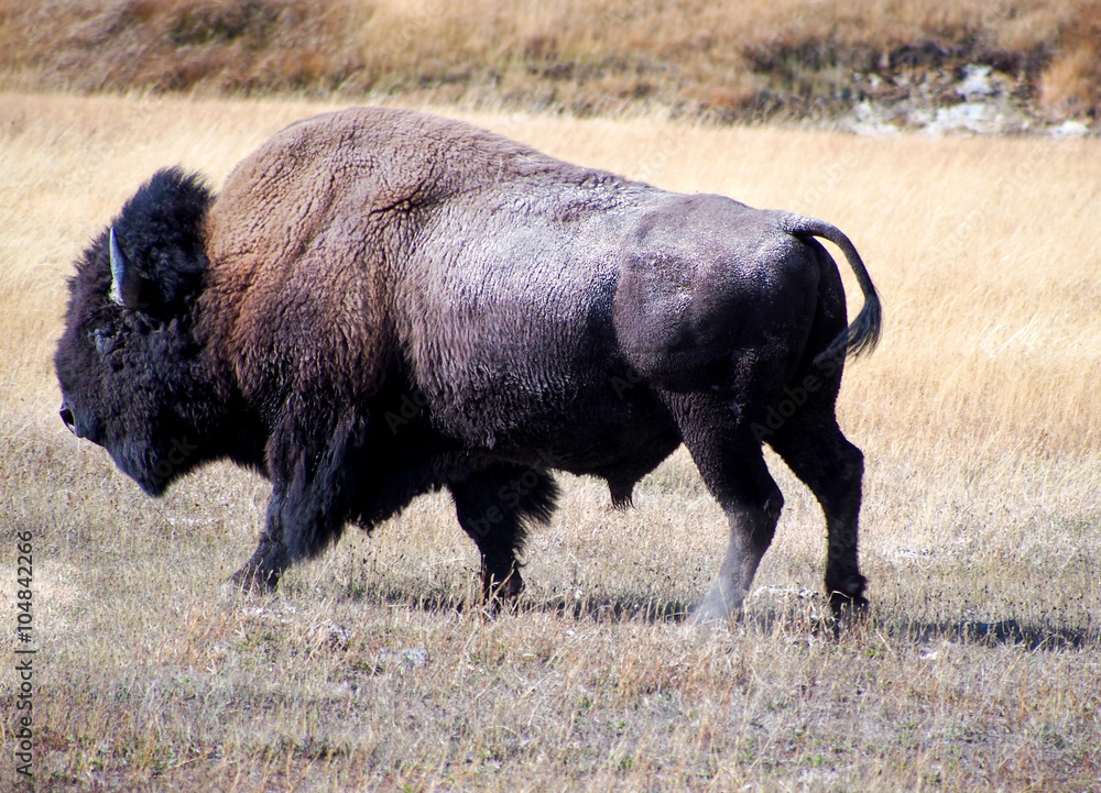 American Bison (Buffalo) in Yellowstone National Park, Wyoming, USA