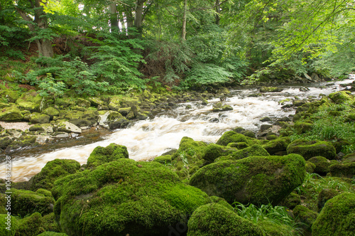 Wildbach, Wald, Moos