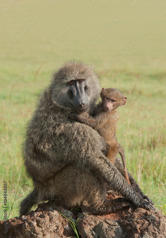 Baboon mother with her baby, hugging each other, Kenya, Africa Baboon mother with her baby, hugging each other, Kenya, Africa