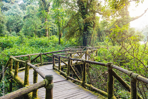 Moss around the wooden walkway in rain forest with sun through, bridge in to the jungle , doi inthanon national park in chiang mai province, Thailand